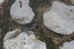 Oryzomys couesi aquaticus