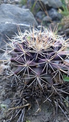Mammillaria melanocentra melanocentra