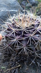Mammillaria melanocentra melanocentra