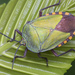 Giant Shield Bug - Photo (c) budak, some rights reserved (CC BY-NC), uploaded by budak