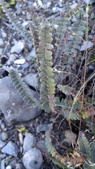 Astrolepis crassifolia