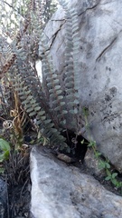 Astrolepis crassifolia