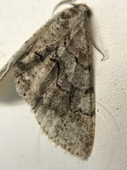 Iridopsis larvaria
