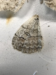 Iridopsis larvaria