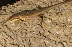 Trachylepis maculilabris