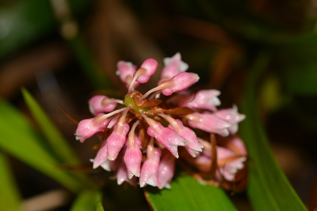 Coelia macrostachya