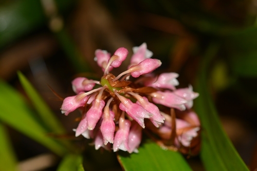 Coelia macrostachya