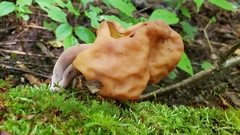 Helvellaceae