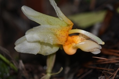 Stanhopea saccata