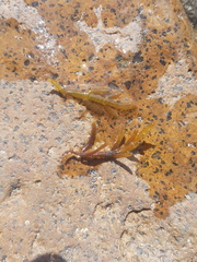 Champia