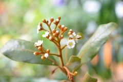 Photinia matudae