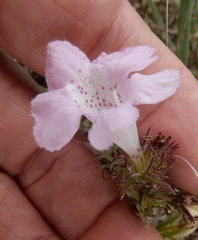 Agalinis densiflora