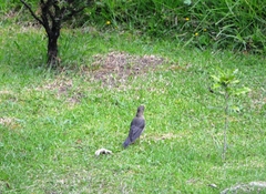 Turdus rufitorques