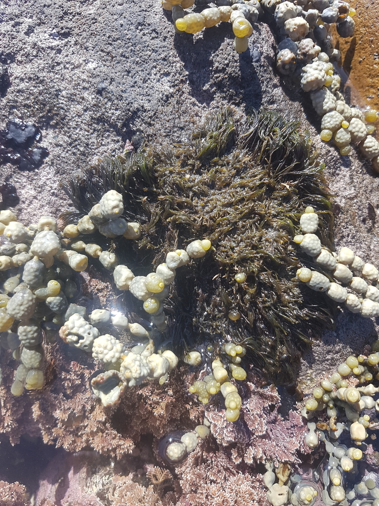 Lophurella caespitosa