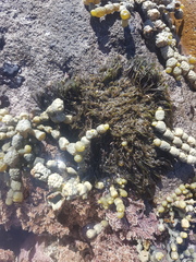 Lophurella caespitosa