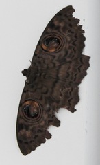 Erebus macrops