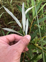 Salix pellita