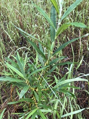 Salix pellita