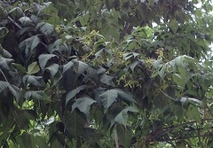 Acer negundo mexicanum