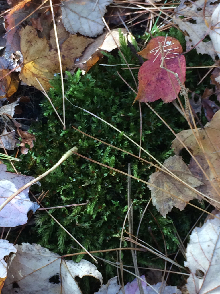 Bryopsida from 223299 East St, Mansfield, MA, US on October 20, 2016