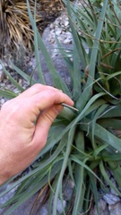 Agave bracteosa