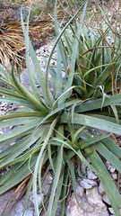 Agave bracteosa