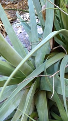 Agave bracteosa