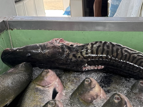 Catfish (Pseudoplatystoma tigrinum) — Pimelodidae — 3