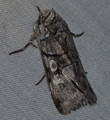 Sympistis chionanthi