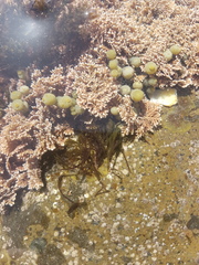 Lophurella caespitosa