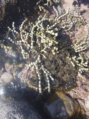 Lophurella caespitosa