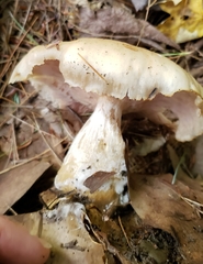 Entoloma griseum