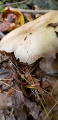 Entoloma griseum