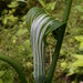 Arisaema triphyllum stewardsonii - Photo (c) mhough, algunos derechos reservados (CC BY-NC), uploaded by mhough