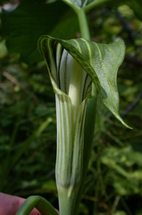 Arisaema stewardsonii