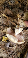 Entoloma griseum