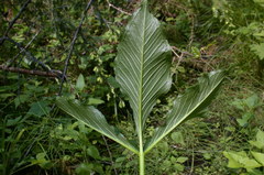 Arisaema stewardsonii