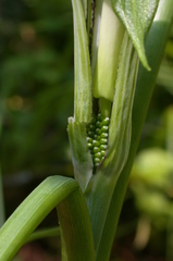 Arisaema stewardsonii