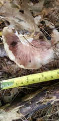 Entoloma griseum