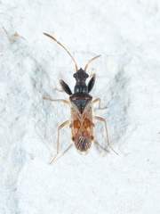 Pseudopamera setosa