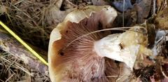 Entoloma griseum