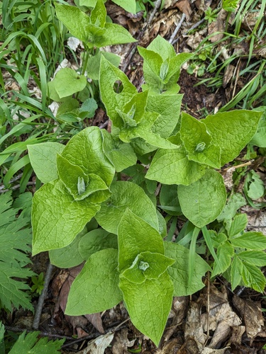 Silene macrophylla, photograph 6