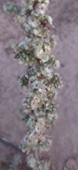 Halogeton