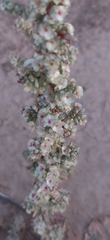 Halogeton