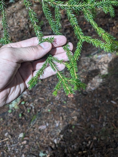 Picea orientalis, photograph 5