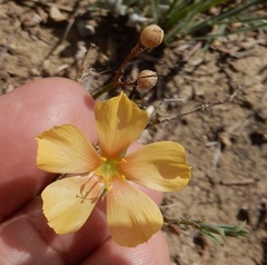 Linum berlandieri
