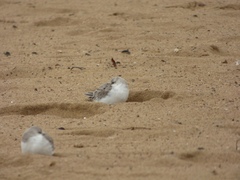 Calidris alba