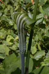 Arisaema stewardsonii