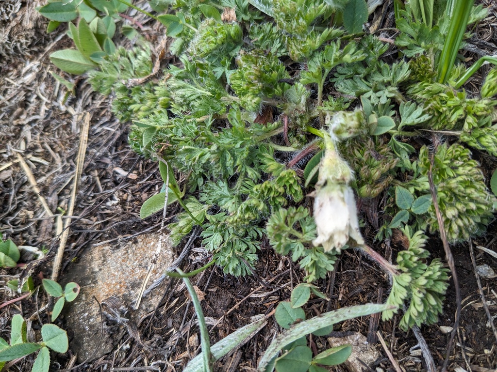 Pulsatilla albana; photograph (c) Yuri Sofronov, some rights reserved (CC BY)