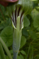 Arisaema stewardsonii